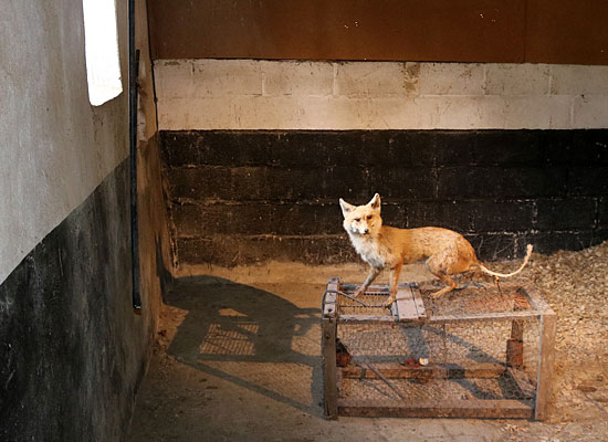 A moth-eaten taxidermy fox is arranged on top of a wire cage (magpie trap), within a dilapidated animal stall. The glint of the heads of numerous brass drawing pins can just be discerned on the far wall.