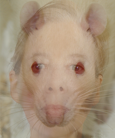 The head of a white laboratory rat and a white woman are superimposed so that their features become merged.