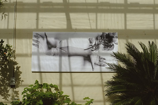 An oversize black and white photograph surrounded by living plants in an orangery. The print depicts two hands and a branch from an apple tree, joined as if growing from one another.