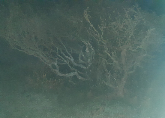 A ghostly tree emerging from the darkness